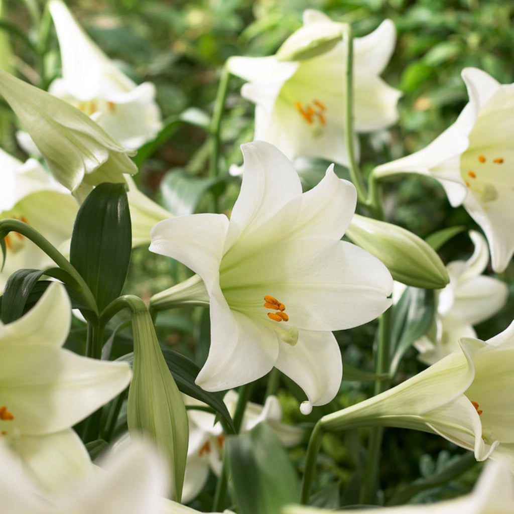 Lilium longiflorum 'White Heaven'